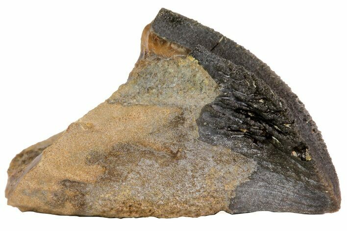 Rooted Triceratops Tooth - South Dakota #73867